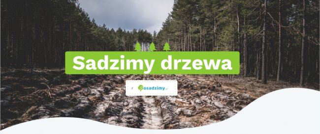 Odnawiamy polskie lasy -sadzimy drzewa
